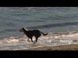 Dogs Play in Surf 2878